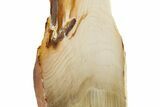 Polished, Petrified Wood (Metasequoia) Stand Up - Oregon #263505-1